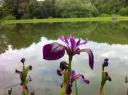 asiatische Sumpf-Schwertlilie ( Iris Laevigata)